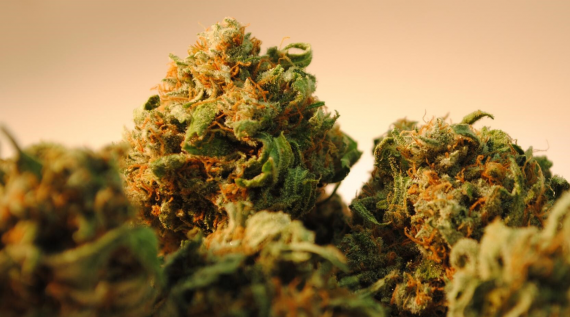 How to choose the perfect Cannabis Strain